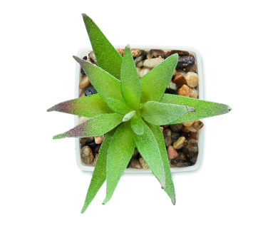 Logotrade business gift image of: Mini artificial plant